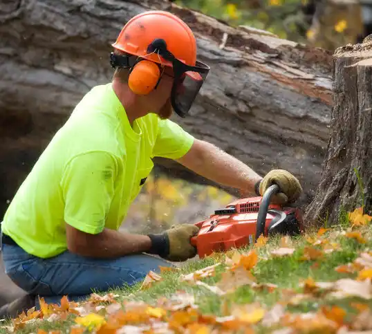 tree services Stratford